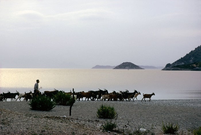 Yunanistan sahillerinde keçiler