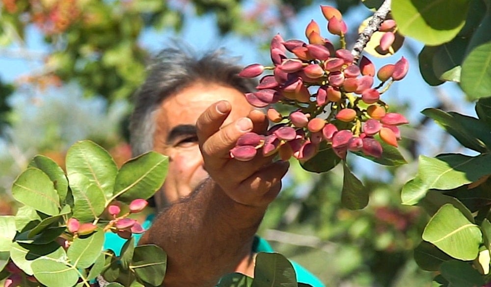 Aegina'dan antep fıstığı