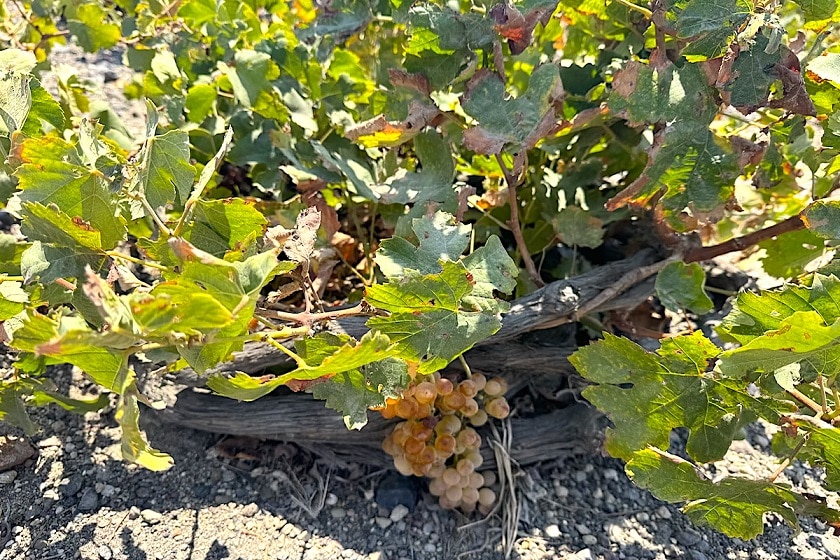 Şiddetli rüzgarlara direnmek için Santorini asması yuvarlak bir "kouloura" şeklinde kesilmiştir.