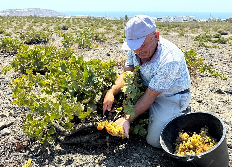 Santorini'li şarap üreticisi.