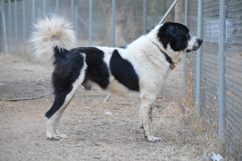 yunan çoban köpeği